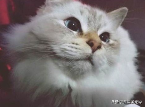 普京送给日本的狗是什么狗,中国给俄罗斯的熊猫叫什么