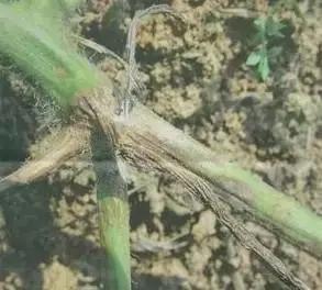 瓜类病害治疗药,瓜类主要病害有哪五条