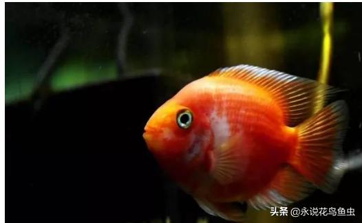 什么观赏鱼好看也好养视频,什么观赏鱼好看又皮实