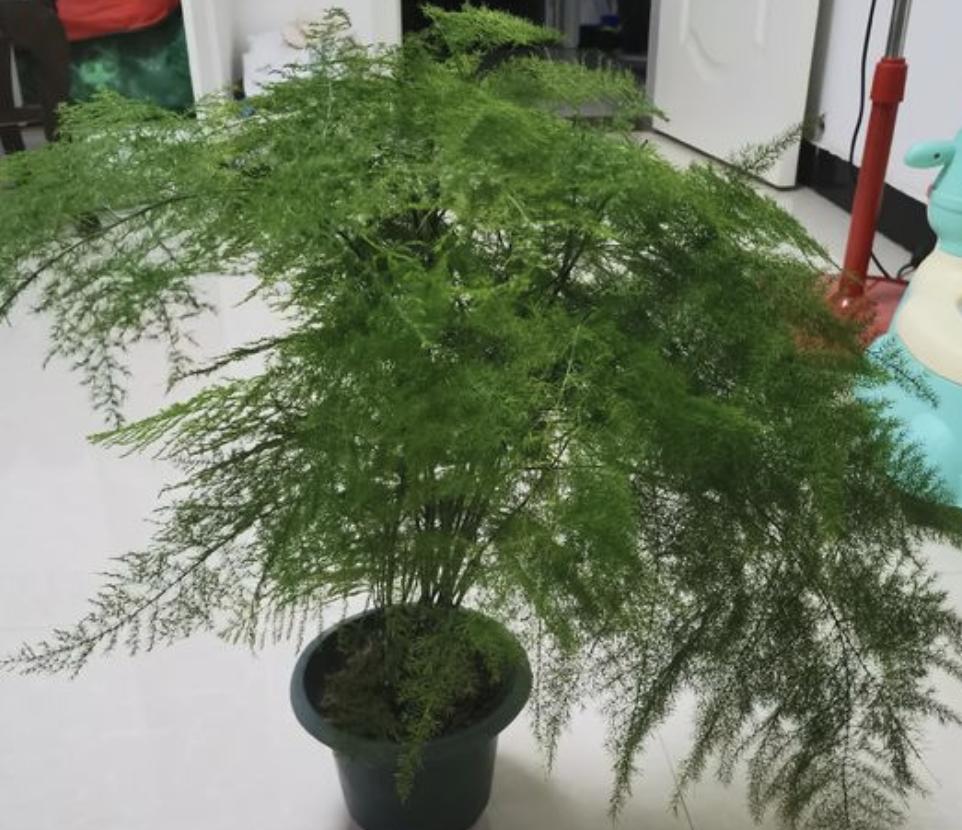 文竹过冬有“窍门”,搬动一下花盆,再照着“四步”做,旺盛