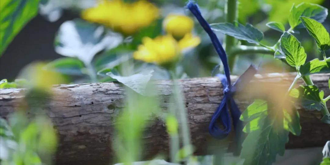 番茄锅酸甜番茄,超浓郁的番茄火锅吃一次就爱上了