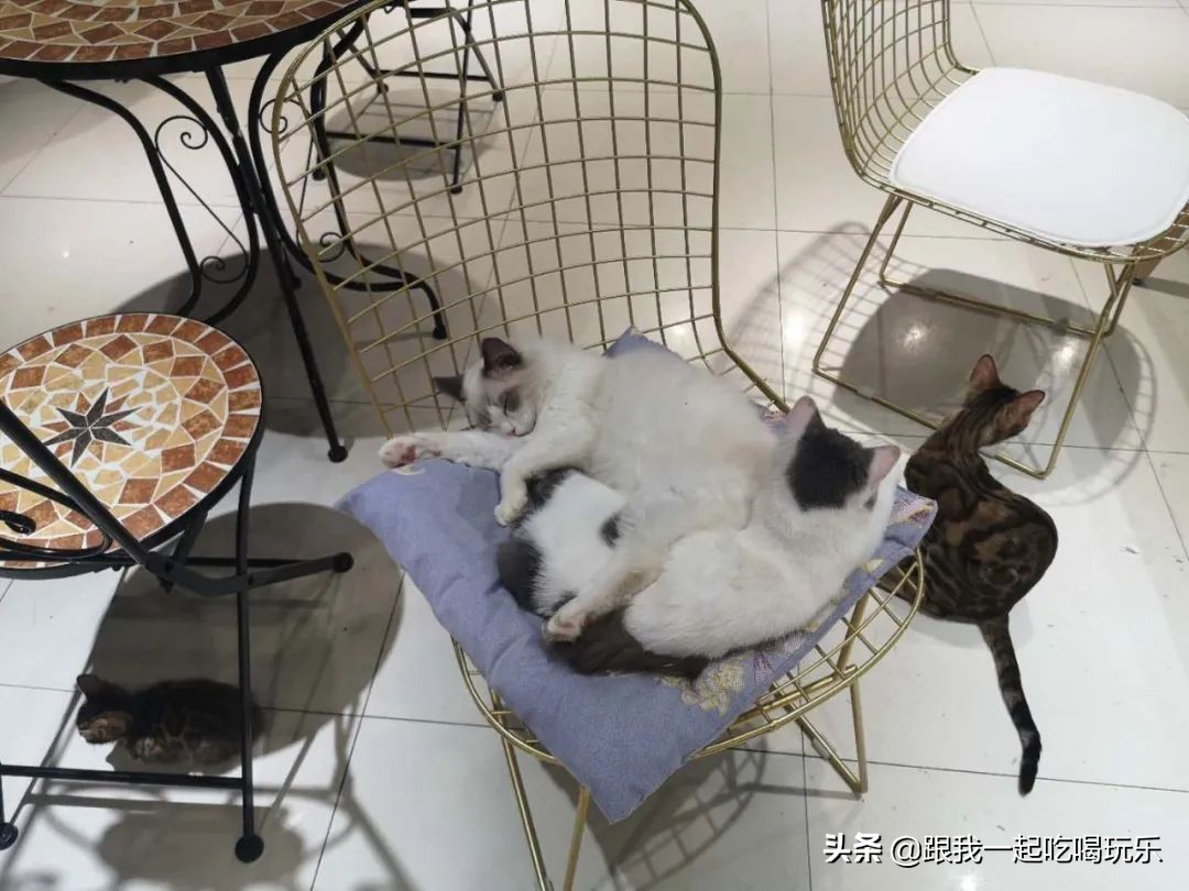 猫咖和羊驼咖,猫咖可以和什么结合在一起