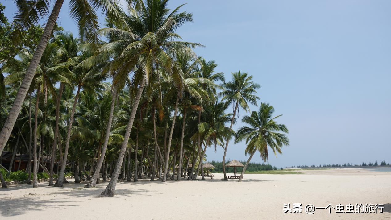 东郊椰林海韵,海韵椰风海南文昌东郊椰林