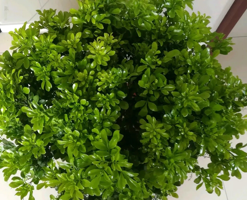 盆栽米兰花怎样过冬,怎么养米兰花盆栽