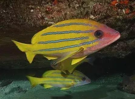 fot海水观赏鱼,fot鱼品种