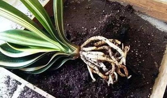 垃圾养花的方法视频,垃圾发酵养花方法