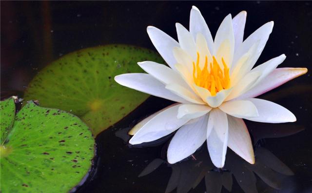 莲君子,莲如何养才能开花