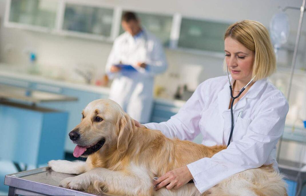 动物医学是什么专业学什么的,动物医学专业未来就业前景怎么样