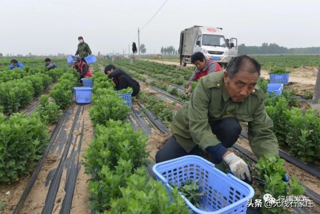 灵寿县特色农业乡村振兴,行唐农业种植