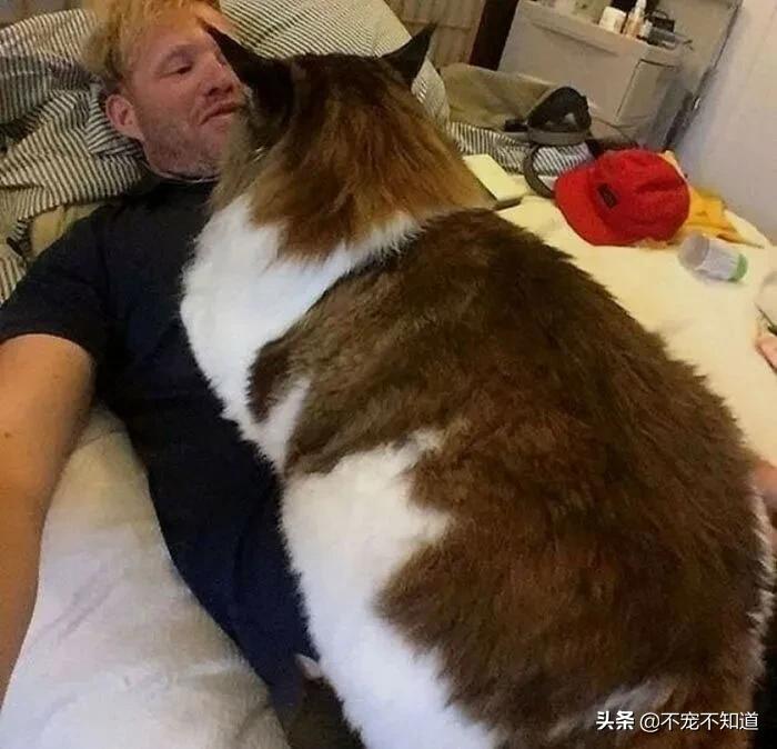岛国妹子养的超萌小奶猫，几个月后变成巨兽了