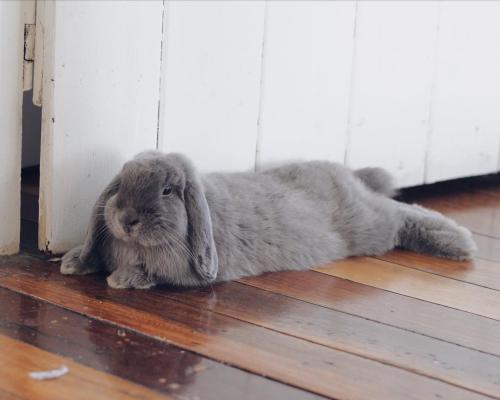 兔子的食性和饮食习性有哪些特点,兔子除吃草外还会吃什么