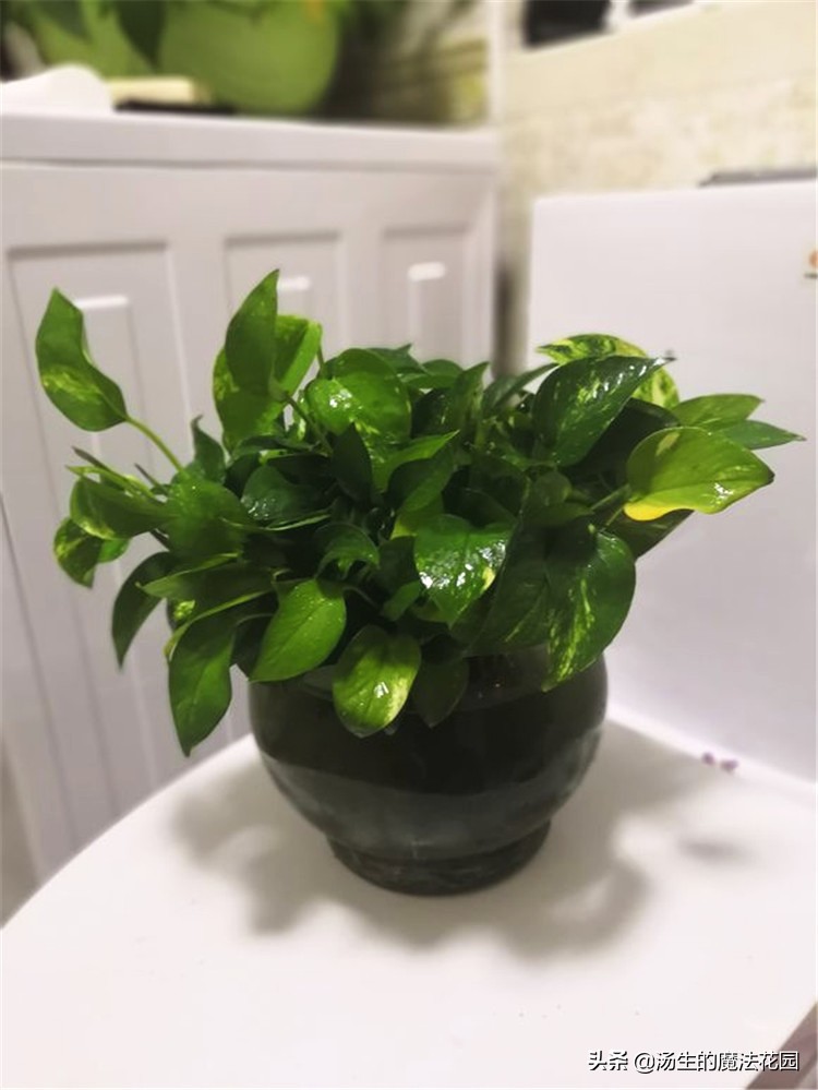 绿萝扦插注意事项,绿萝扦插注意事项有哪些