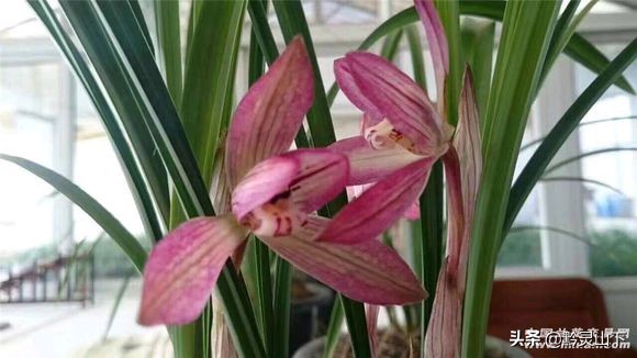 贵州兰花品种11（估价2000万的兰花）