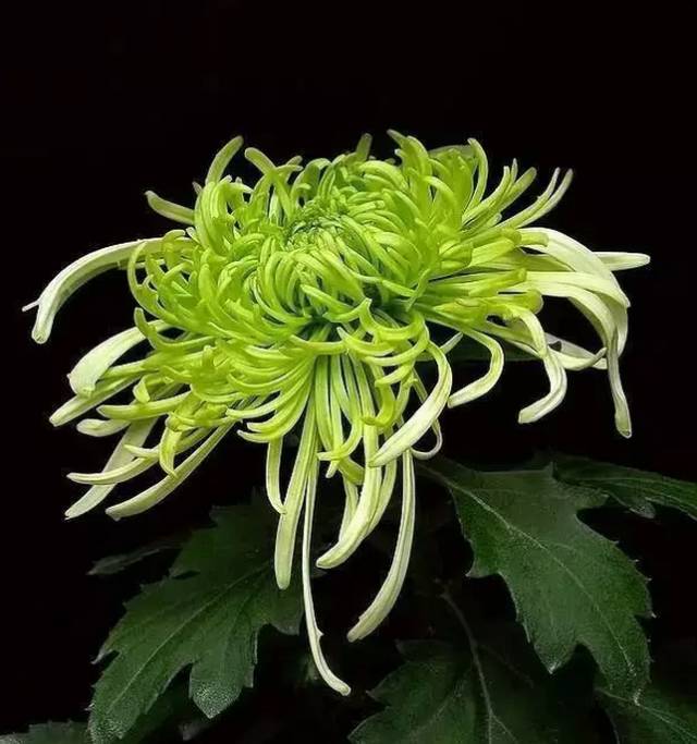 中国十大名花你认识几种呢,中国十大名花你喜欢哪种呢