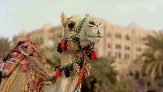 天津权健足球俱乐部基地,权健足球训练基地图片