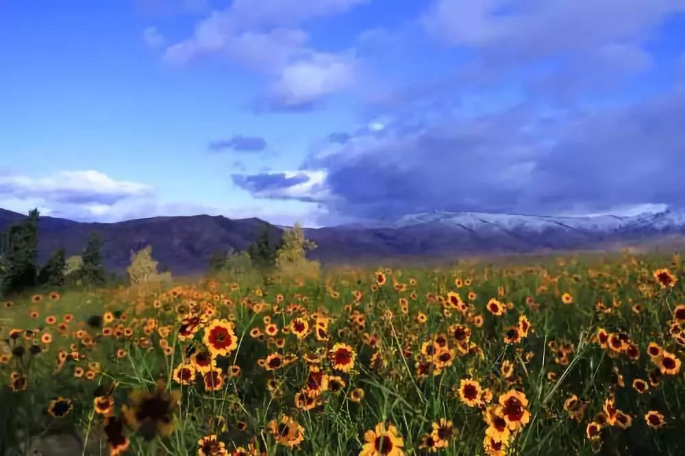 全国各地最全特产,全新疆特产