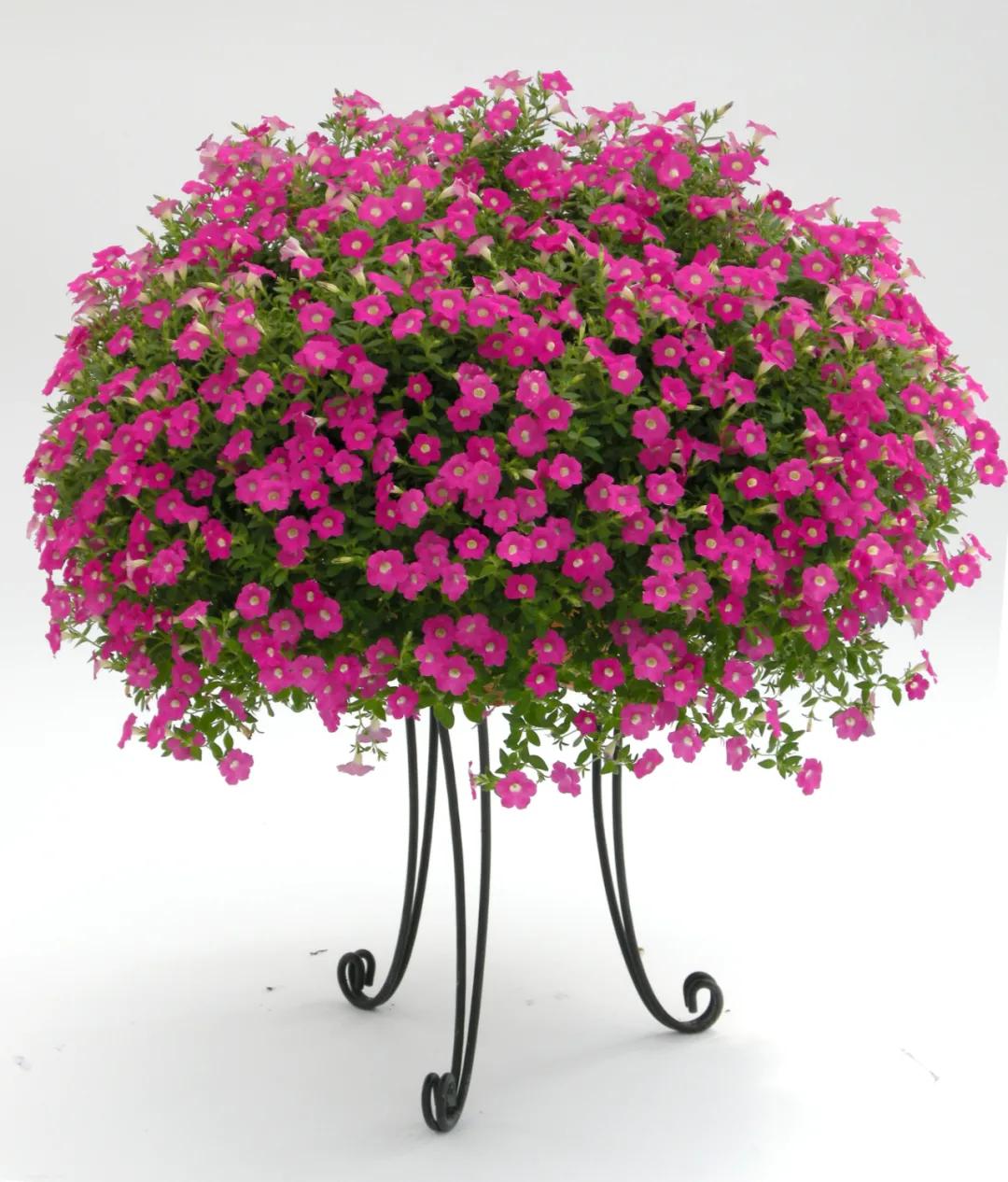 这43个来自世界各地的新品种,快来看看有没有你的菜