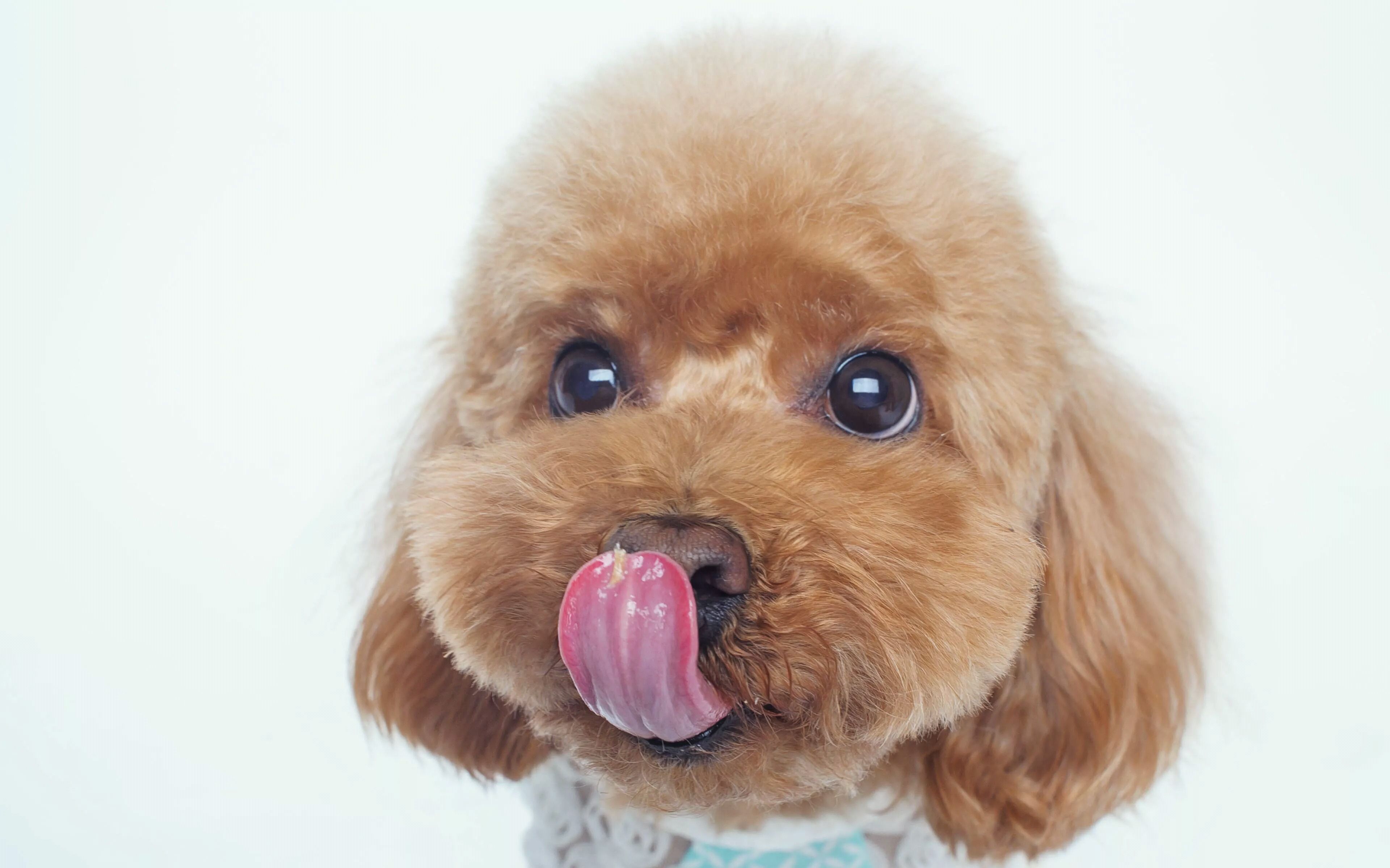 泰迪绝对不能吃的东西是什么,泰迪能吃和不能吃的东西有什么