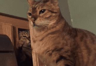 猫放一个屁，全家吃不下饭！真的好臭啊啊啊啊啊