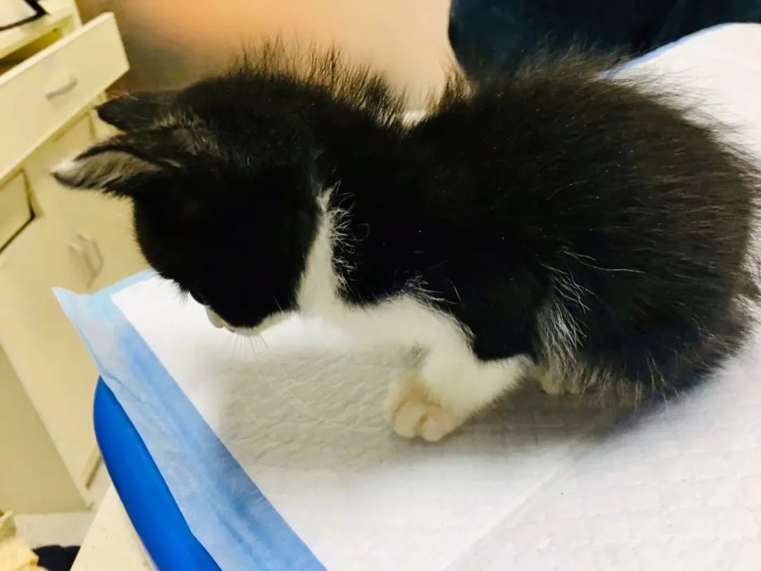 毛孩子散步回家,毛孩子去新家从此不再流浪