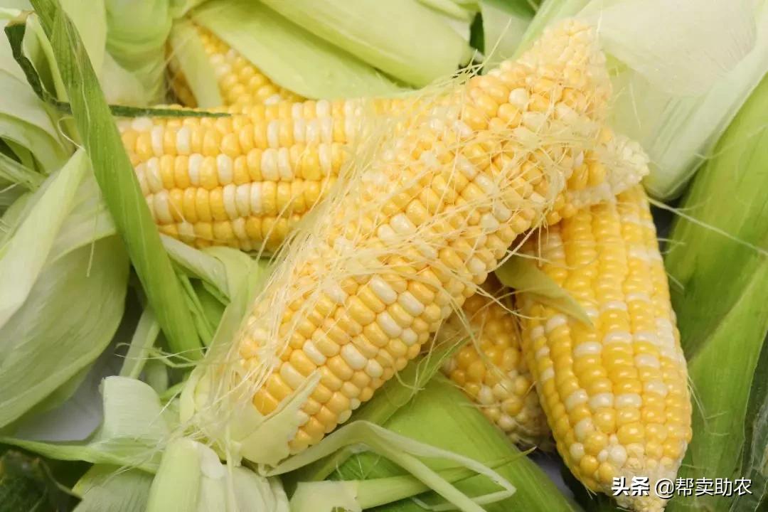 来自云南大山新鲜的橙子,新鲜爆甜水果玉米