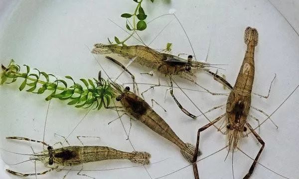 广西淡水虾养殖基地在哪里,虾是海水养殖还是淡水养殖