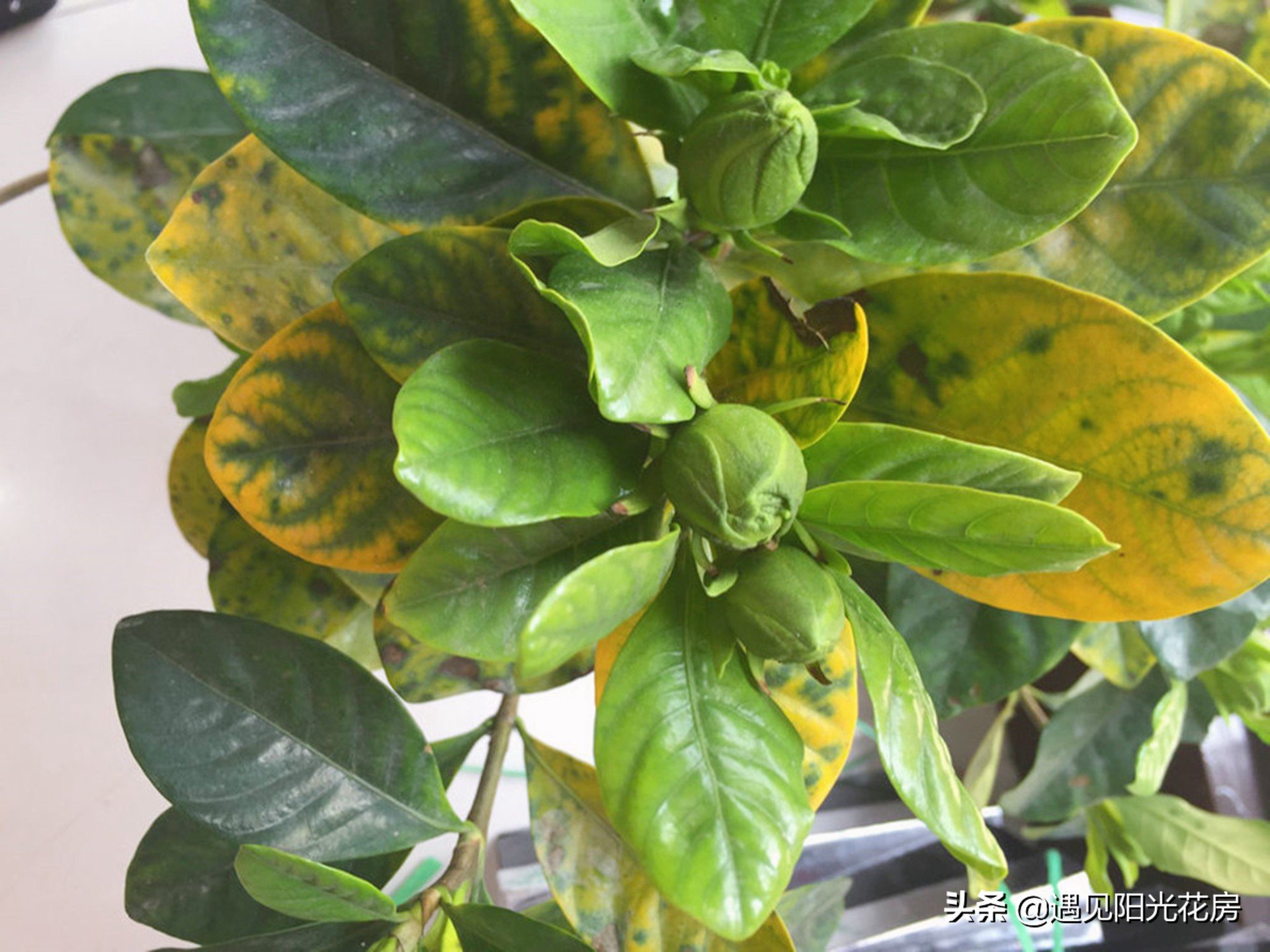 栀子花各种黄叶原因及图解,栀子花黄叶的处理方法讲解