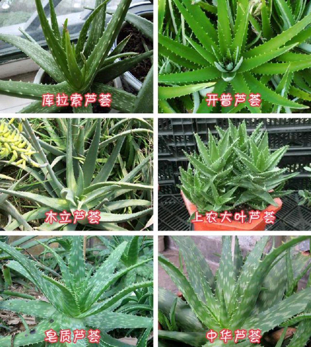 这8种花你不要乱浇水,新手种花品种推荐