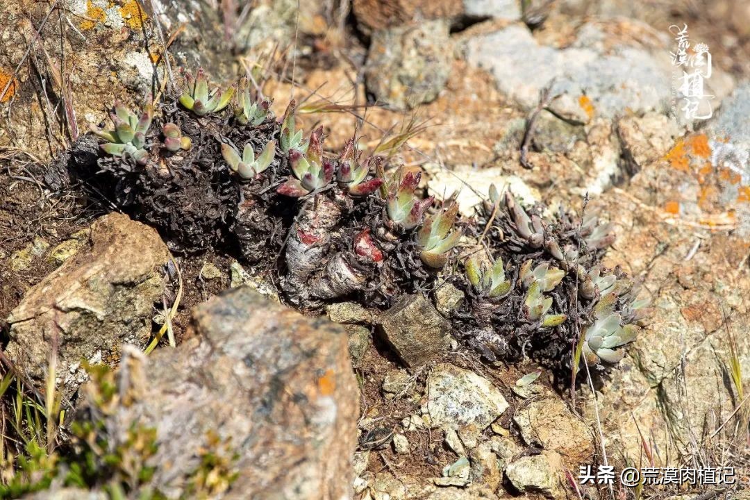 美国加州海岸仙女杯,美国仙女杯