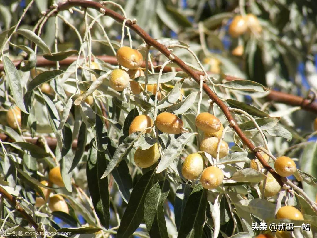 新疆的特殊植物,新疆戈壁上常见的植物