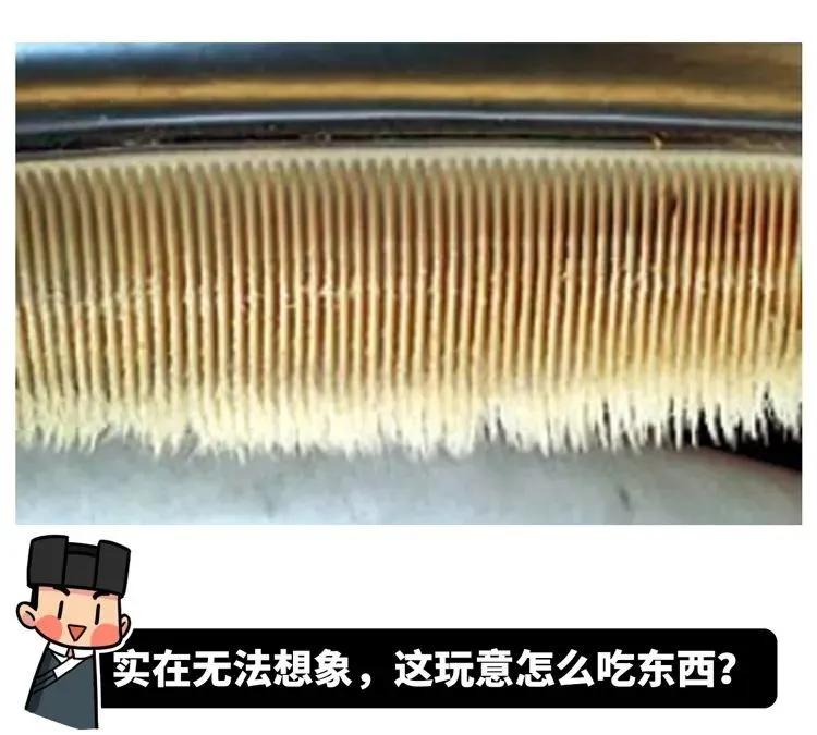 为什么要捕杀鲸鱼?日本人:不是为了吃,这是传统文化