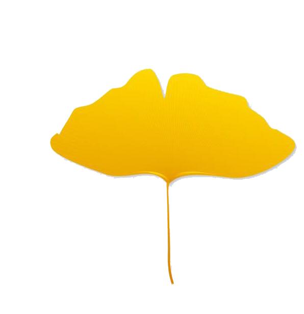 长汀宾馆银杏,长汀宾馆银杏叶