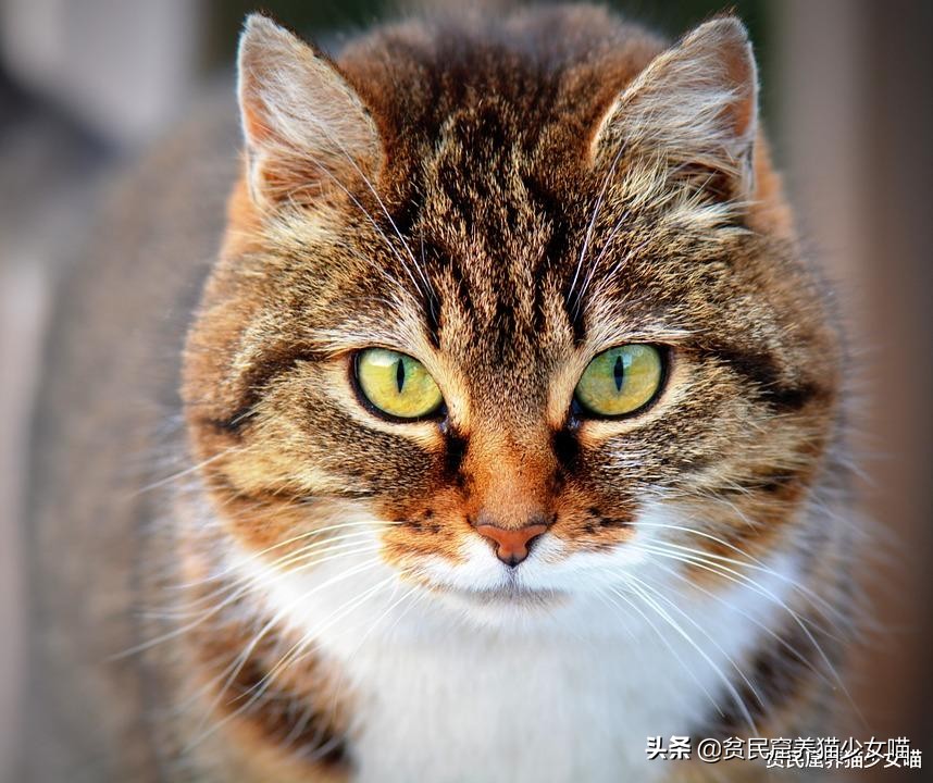 猫咪每天都要吃罐头怎么办,猫咪少食多餐应该隔多久喂一次