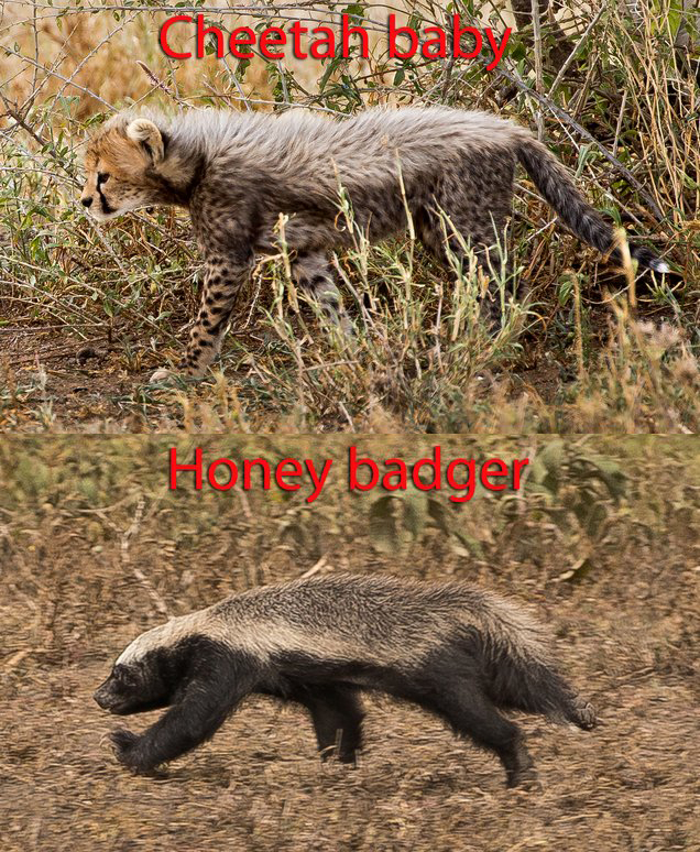 平头哥蜜獾的天敌有哪些,平头哥蜜獾真的没有天敌吗