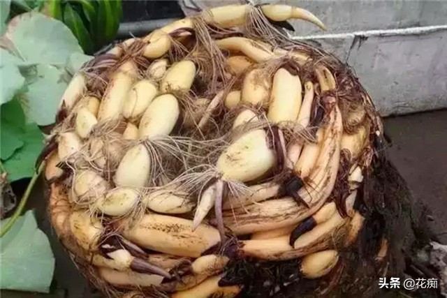 碗莲种藕的种植方法和技巧图片,碗莲种藕栽培方法