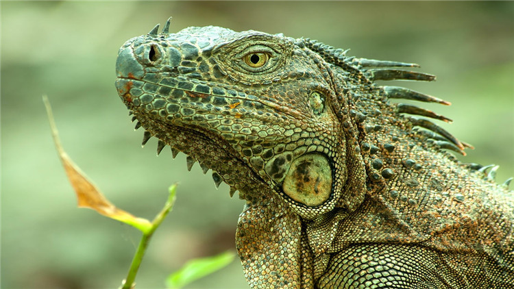 绿鬣蜥奄奄一息,绿鬣生病了