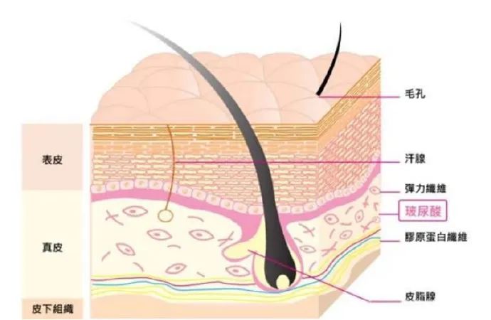 科颜氏抗初老精华露元气弹,科颜氏小白瓶跟元气弹