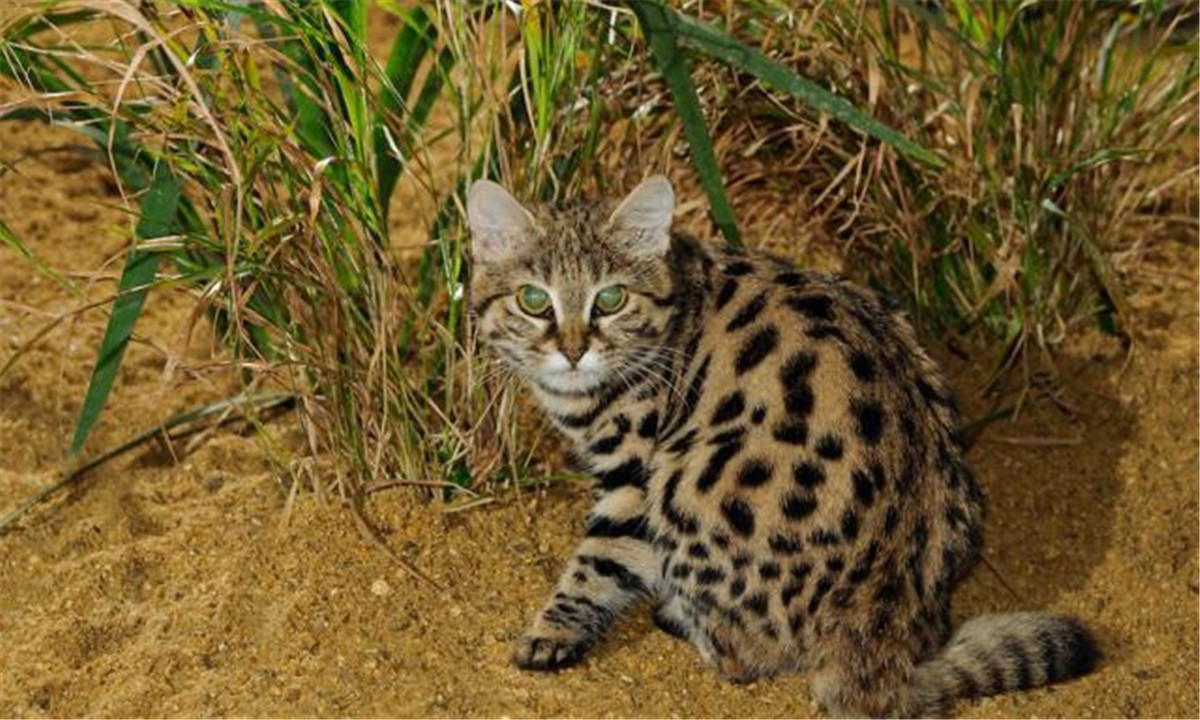 非洲最小的猫,猫科捕猎效率最高的“杀戮机器”,被全世界禁养