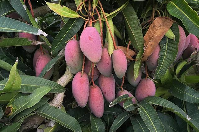 好的芒果怎么挑,学会这3个技巧再也不怕选错了