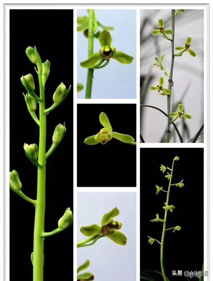 每日一品七律,每日一品茶叶