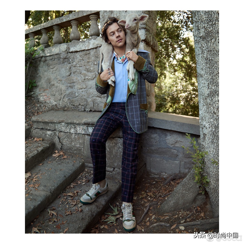 倪妮同款小猫咪,倪妮李宇春奇妙的动物