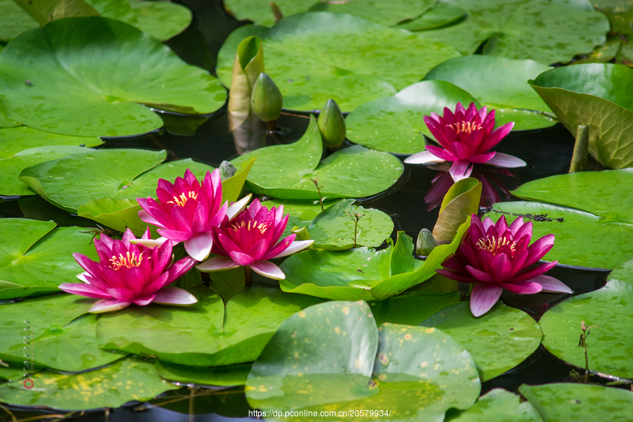 盆养睡莲的养殖方法,盆养睡莲