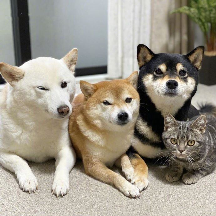 女子买了一只猫咪,和3只狗狗放在一起养,竟发现它逐渐狗化了