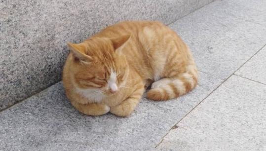 猫咪呼吸困难、体温升高，当心它患上胸膜炎，病猫需主人小心照看