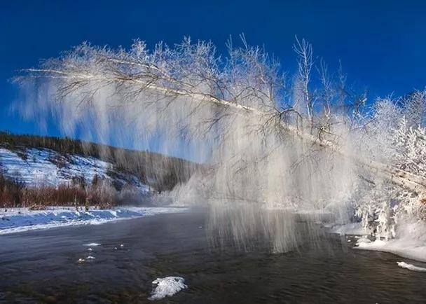 世界上最危险的两种树,世界上最危险的三个森林第三名