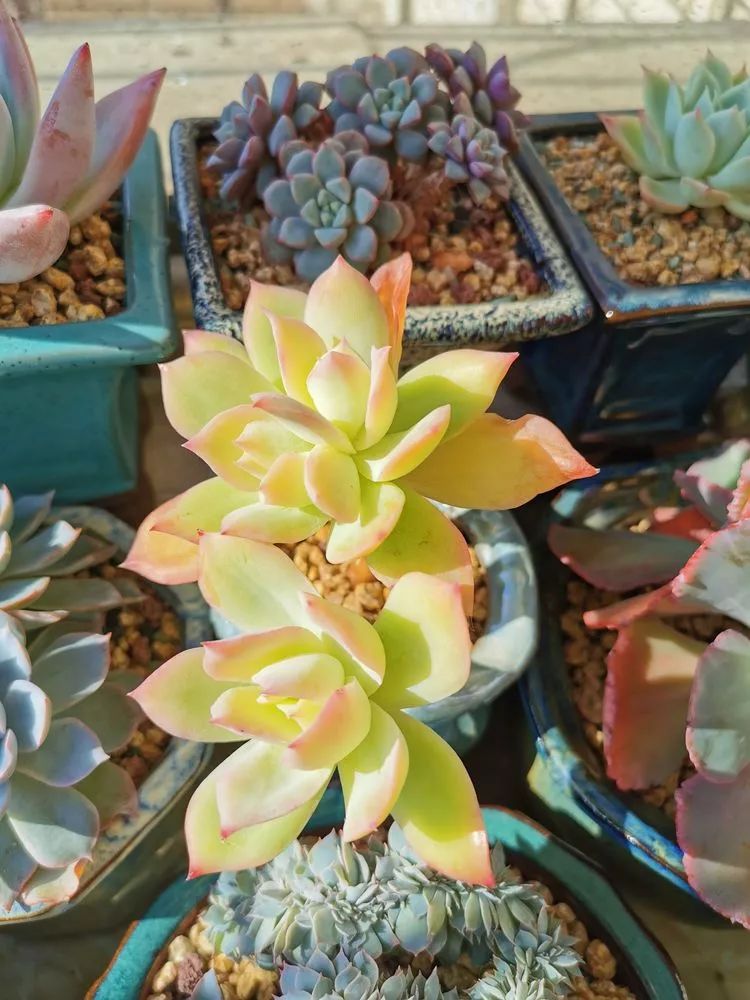 适合北方阳台党养的多肉,适合养在北阳台的多肉