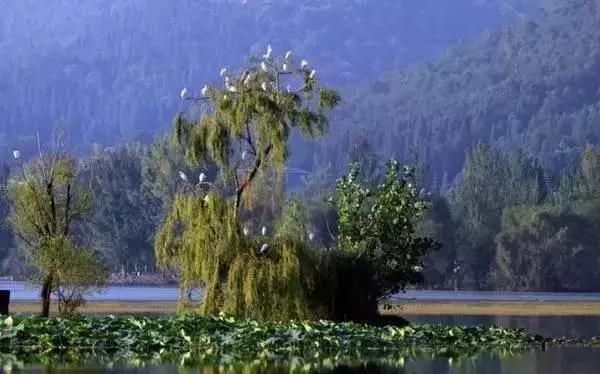 西昌邛海湿地公园旅游线路,西昌邛海湿地属于哪个省