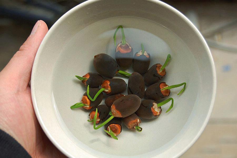 大门口养荷花碗莲用圆盆还是方盆,养护碗莲的盆怎么选