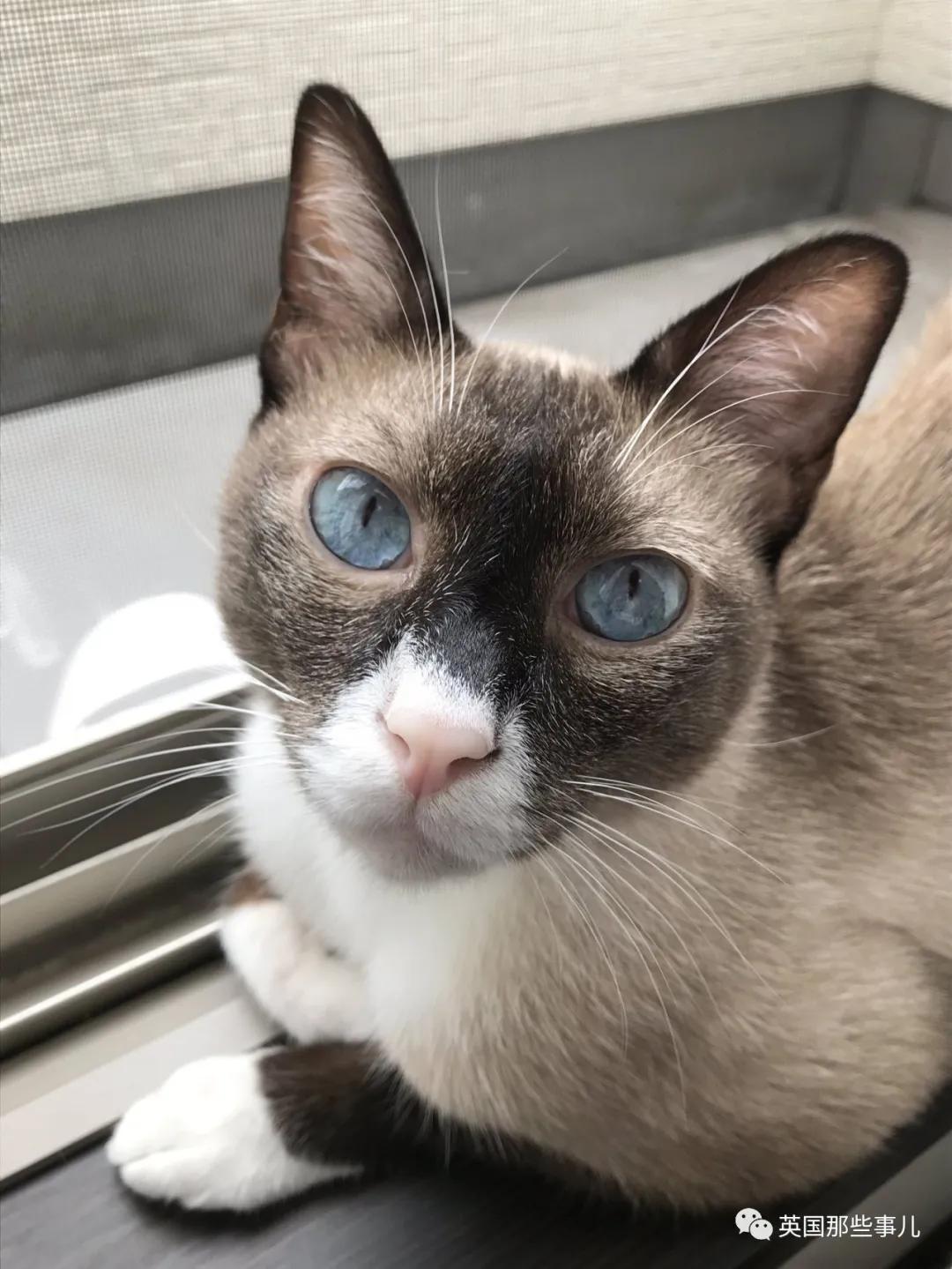 养暹罗猫会得什么病吗,养暹罗猫就像开盲盒