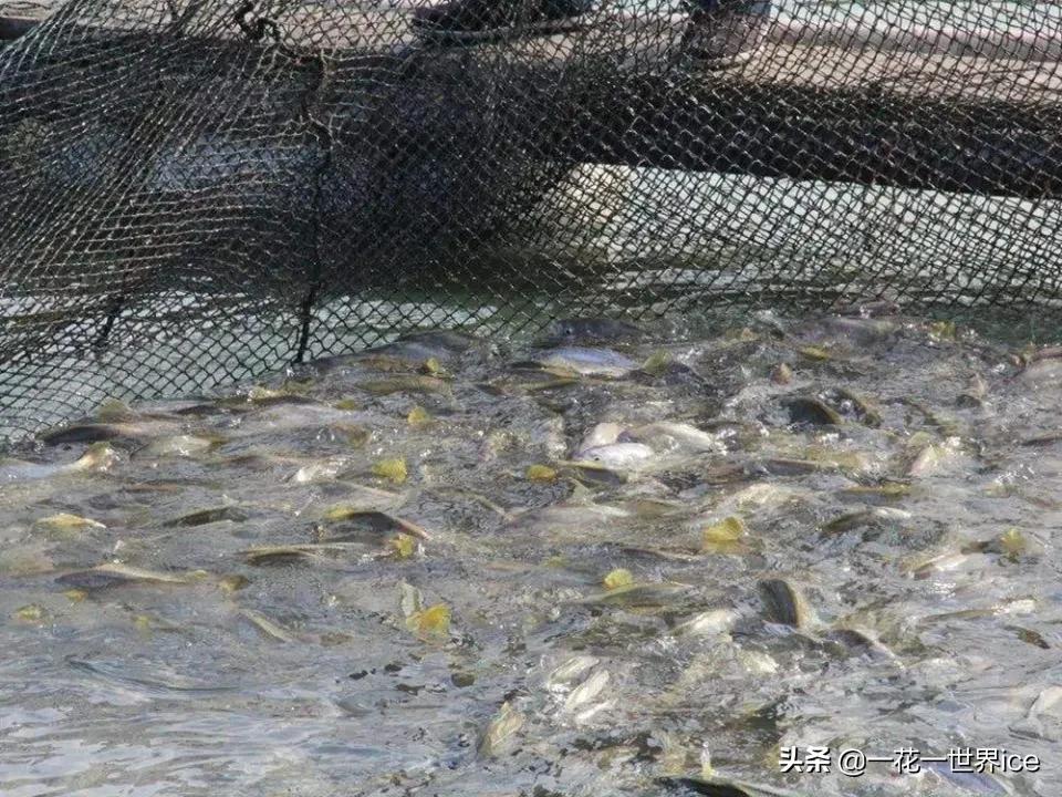 已成功养殖30多年，20元一斤不卖活的，野生的仍是天价